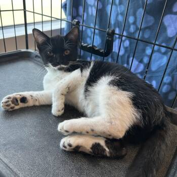 Lips -  American Shorthair Cat for Adoption in Gainesville, Texas - Lips | PetCurious