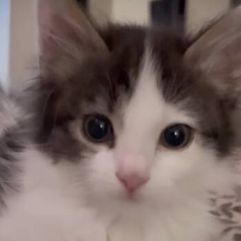 CeeCee -  Domestic Short Hair Cat for Adoption in Los Angeles, California - CeeCee | PetCurious