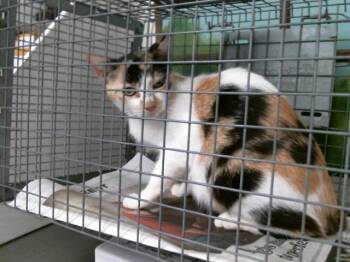 Domestic Short Hair Cats Available for Adoption in Houston, Texas - A2073523 | PetCurious