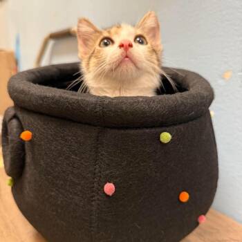 Babe Ruth -  Domestic Short Hair Cat for Adoption in NEW PT RICHEY, Florida - Babe Ruth | PetCurious