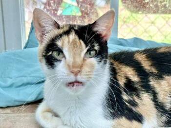 Gwen -  Domestic Medium Hair Cat for Adoption in Winton, North Carolina - Gwen | PetCurious