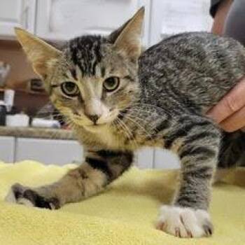 Ben -  Tabby Cat for Adoption in Green Valley, Arizona - Ben | PetCurious