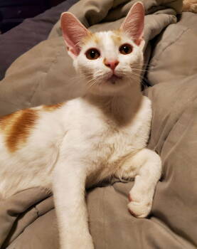 Rescue Domestic Short Hair Cats for Adoption in Zephyrhills, Florida - Gatherer (new) | PetCurious