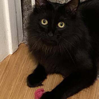 Wolfie -  Domestic Medium Hair Cat for Adoption in Los Angeles, California - Wolfie | PetCurious