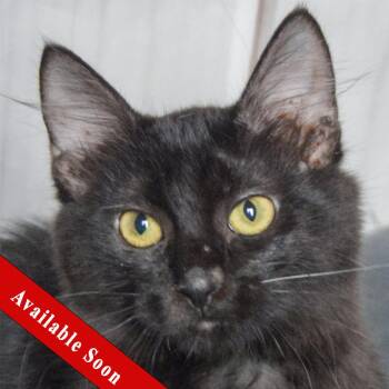 Rescue Bombay and Domestic Medium Hair Cats for Adoption in Huntley, Illinois - Morticia | PetCurious