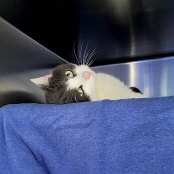 Domestic Short Hair Cats Available for Adoption - Reign | PetCurious