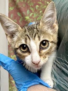 Blake -  Domestic Short Hair Cat for Adoption in San Antonio, Texas - Blake | PetCurious