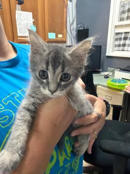 Oma -  Domestic Long Hair Cat for Adoption in Virginia, Minnesota - Oma | PetCurious