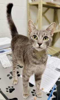 CALYPSO -  Domestic Short Hair Cat for Adoption in Derwood, Maryland - CALYPSO | PetCurious