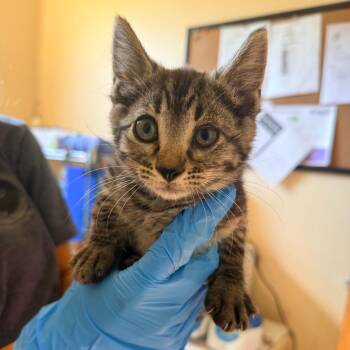 Rue -  Domestic Short Hair Cat for Adoption in Corinth, Mississippi - Rue | PetCurious