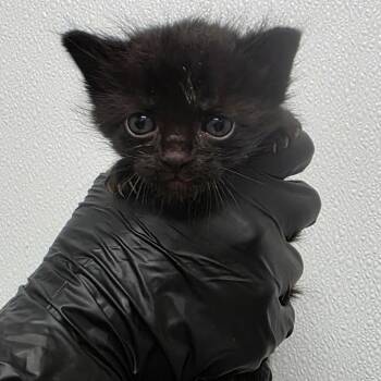 Gatito -  Domestic Short Hair Cat for Adoption in Abilene, Texas - Gatito | PetCurious