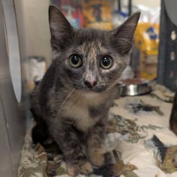 Butter -  Domestic Short Hair Cat for Adoption in Buchanan Dam, Texas - Butter | PetCurious
