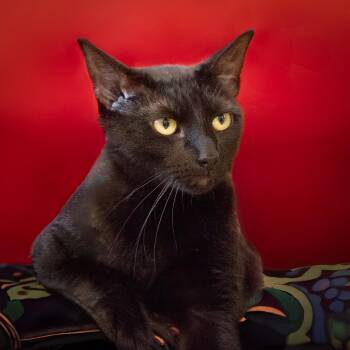 Boogey -  Domestic Medium Hair Cat for Adoption in Lake Jackson, Texas - Boogey | PetCurious
