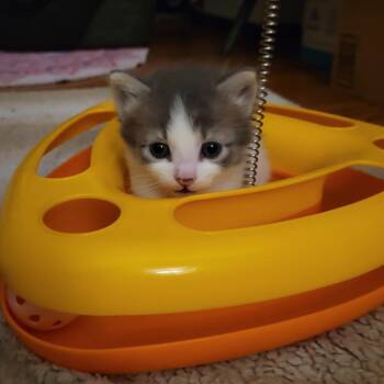 Domestic Short Hair Cats Available for Adoption in Long Beach, California - Puff Puff | PetCurious