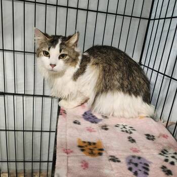 Sunshine -  Domestic Long Hair Cat for Adoption in Hammond, Indiana - Sunshine | PetCurious