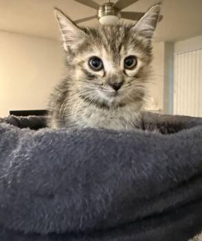Cinnamon -  Domestic Short Hair Cat for Adoption in Beaverton, Oregon - Cinnamon | PetCurious