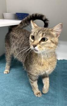 Maxine -  Domestic Short Hair Cat for Adoption in Rochester, Indiana - Maxine | PetCurious