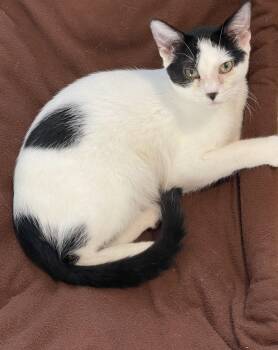 Ned -  Domestic Short Hair Cat for Adoption in Lacon, Illinois - Ned | PetCurious