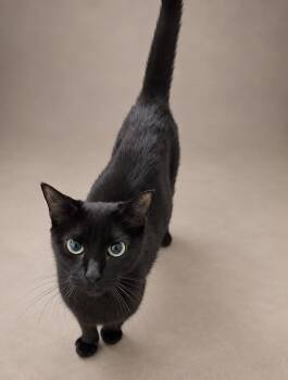 Luna Bella -  Domestic Short Hair Cat for Adoption in Miami, Florida - Luna Bella | PetCurious