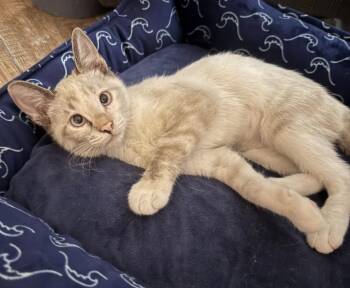 Salem -  Domestic Short Hair Cat for Adoption in Chandler, Arizona - Salem | PetCurious