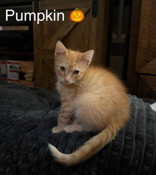 Rescue Domestic Short Hair Cats for Adoption in Herndon, Virginia - Pumpkin | PetCurious