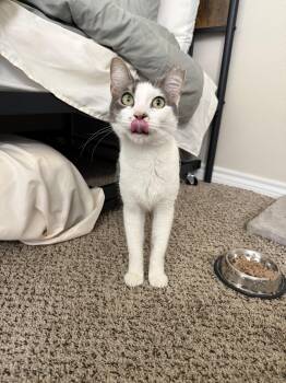 Domestic Short Hair Cats Available for Adoption in Lubbock, Texas - Theo | PetCurious