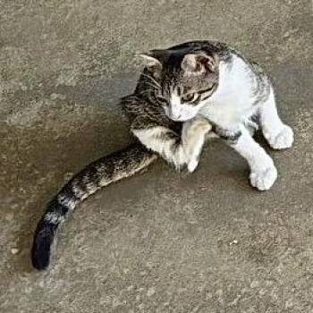 Vivaldi Maestro di Cappella -  Domestic Short Hair Cat for Adoption in Livingston, Texas - Vivaldi Maestro Di Cappella | PetCurious