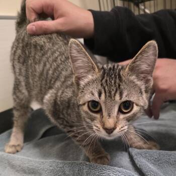 Fleece -  Domestic Short Hair Cat for Adoption - Fleece | PetCurious