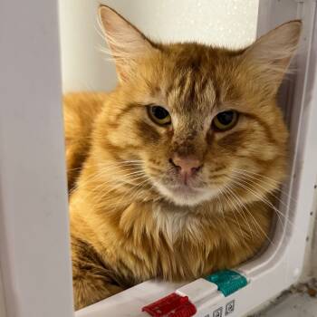 Rescue Domestic Short Hair Cats for Adoption in Austin, Texas - Phoenix JG | PetCurious