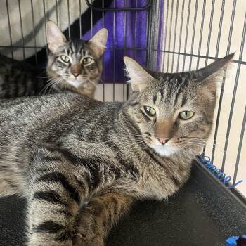 Prancer and Rudolph -  Domestic Short Hair Cat for Adoption in Sacramento, California - Prancer And Rudolph | PetCurious