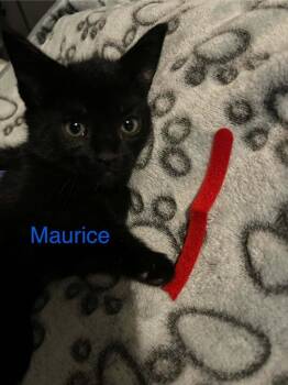 Maurice -  Domestic Short Hair Cat Available for Adoption in Virginia Beach, Virginia - Maurice | PetCurious