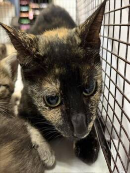 Domestic Short Hair Cats Available for Adoption in Doral, Florida - ZIVA | PetCurious