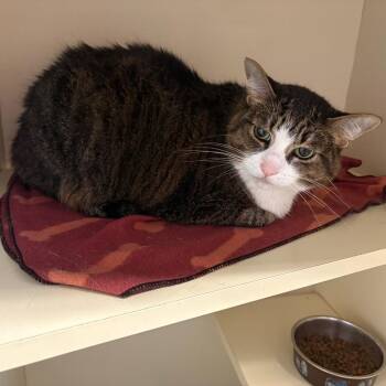 Tortilla -  Domestic Short Hair Cat for Adoption in Dekalb, Illinois - Tortilla | PetCurious