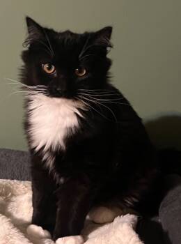 Rescue Domestic Short Hair Cats for Adoption in Glenfield, New York - Deep Fried Oreo | PetCurious