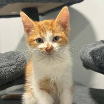 Sherb -  American Shorthair Cat for Adoption in Bethel, Connecticut - Sherb | PetCurious