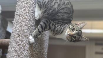 Domestic Short Hair Cats Available for Adoption in Barrière, British Columbia - Finn | PetCurious