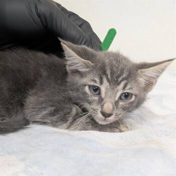 A886103 -  Domestic Short Hair Cat for Adoption in Camarillo, California - A886103 | PetCurious