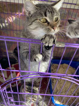 Rescue Domestic Short Hair Cats for Adoption in Herndon, Virginia - Mama Sweet | PetCurious