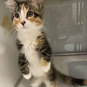 Hallow -  Domestic Medium Hair Cat for Adoption in Binghamton, New York - Hallow | PetCurious