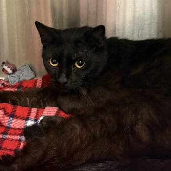 JEOFFERY -  Domestic Short Hair Cat for Adoption in St. Louis, Missouri - JEOFFERY | PetCurious
