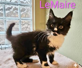 Domestic Long Hair Cats Available for Adoption - LeMaire - North Conroe Petsmart  | PetCurious