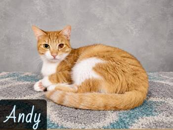 Andy -  Domestic Short Hair Cat for Adoption in Englewood, Florida - Andy | PetCurious