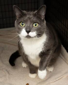 Lola -  Domestic Short Hair Cat for Adoption in Boone, Iowa - Lola | PetCurious
