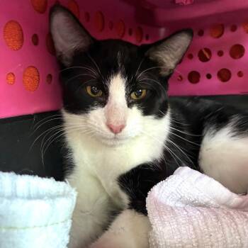 Softie -  Domestic Short Hair Cat for Adoption in Skokie, Illinois - Softie | PetCurious