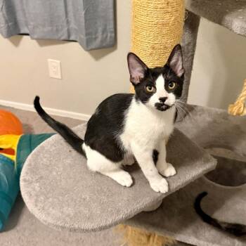 Hendricks -  Domestic Short Hair Cat for Adoption in San Tan Valley, Arizona - Hendricks | PetCurious