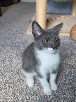 String -  Domestic Short Hair Cat for Adoption in Aurora, Colorado - String | PetCurious