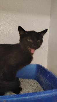 Rescue Domestic Short Hair Cats for Adoption in New Kensington, Pennsylvania - Abu | PetCurious