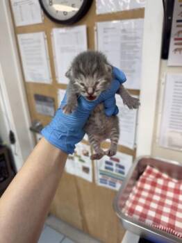 Domestic Short Hair Cats Available for Adoption in Roseville, California - Fin | PetCurious