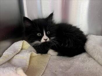 RITCHIE -  Domestic Medium Hair Cat for Adoption in Santa Fe, New Mexico - RITCHIE | PetCurious
