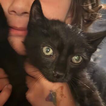 Obsidian -  Domestic Short Hair Cat for Adoption in Ringtown, Pennsylvania - Obsidian | PetCurious